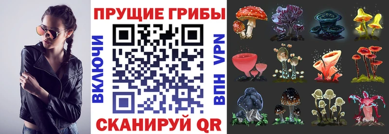 нарко площадка состав  Сертолово  Псилоцибиновые грибы Cubensis 